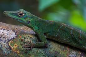 Image result for Anolis punctatus