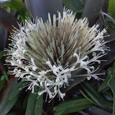 Image result for Multidentia concrescens