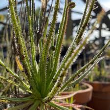 Image result for Rhipidoglossum delepierreanum