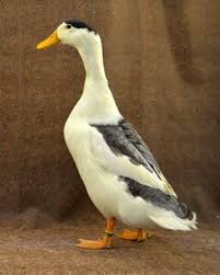 Black And White Domestic Duck Species Magpie Duck Medium Sized Docile Ducks That Are Very Good At Foraging And Need Very Little Supplemental F Livestock Conservancy Duck Breeds Duck And Ducklings