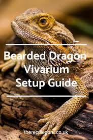 Bearded Dragon Vivarium Setup Guide The Reptile Guru Bearded Dragon Vivarium Bearded Dragon Setup Bearded Dragon Care