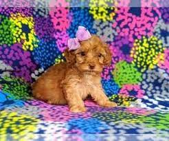 Find Puppies For Sale Dogs For Sale Dogs For Adoption Dog Breeders And Dog Rescue Organizations Dog Breeder Toy Poodle Puppies Dog Adoption