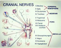 Read More And Download Book Immediately Key Points The Cranial Nerves Serve Functions Such As Smell Sight Eye M Facial Nerve Anatomy Flashcards Cranial Nerves