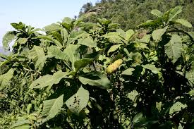 Image result for Vernonia holstii