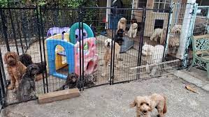 We did not find results for: 19 Dogs Killed In Fire At Dog Breeder S Orlando Home Firstcoastnews Com