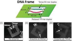 1corporate covid tests, partnered with oncologica. The Growing Development Of Dna Nanostructures For Potential Healthcare Related Applications Mathur 2019 Advanced Healthcare Materials Wiley Online Library