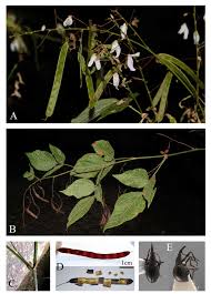 Image result for Pseudarthria