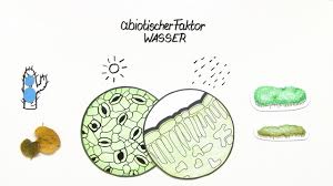 Abiotischer Faktor Wasser Pflanzen Erklarung Ubungen