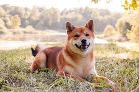 Shiba Inu Rises 1000 In A Few Days Thanks To Binance And Kucoin Listing