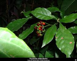 Image result for Psychotria cinerea