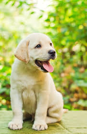 Easy Care Tips For Potential Dog Owners Labrador Puppy Puppy Breeds Puppies