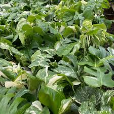 Image result for Selago albomarginata