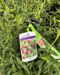 Image result for Jasminum beesianum