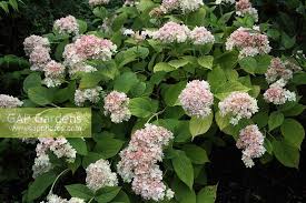 Image result for Faroa involucrata