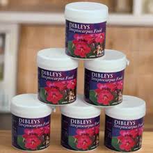 Image result for Streptocarpus glandulosissimus