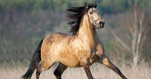 Both buckskins and duns are the result of a dilution gene acting upon a bay horse, but there are differences in produced color because they are different dilution genes. Dun Horse Facts You Might Not Have Known