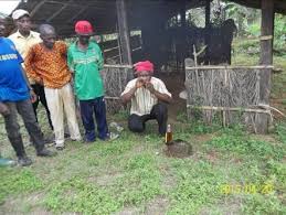 Image result for Strephonema mannii