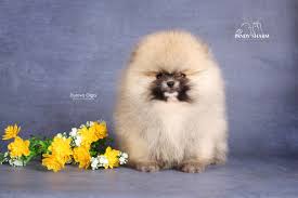 18 Lovely Teacup Pomeranian Puppies For Sale Near Me Puppy