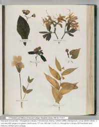 Pin On Herbarium