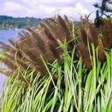 I have clumps of it, for about 20 years. Black Fountain Grass Fountain Grass Grass For Sale Grass