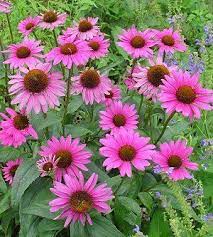 Echinacea Purpurea Google Images Echinacea Echinacea Purpurea Echinacea Benefits