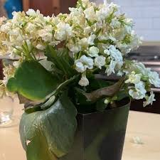 Image result for Kalanchoe calandiva