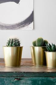 Cactaceae Pflanze Versch Arten Hol Es Dir Noch Heute Ikea Deutschland Ikea Pflanzen Pflanzen Grunpflanzen