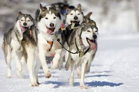 Finlandiya Lapland Turu Finlandiya Lapland Turunda Sizi Bambaska Bir Kis Macerasi Bekliyor 4 Gece 5 Gun Konaklama Thy Ile Ul Noel Baba Kuzey Isiklari Gece