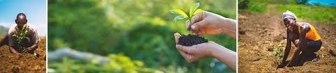 For each purchase trees are planted which protects species and creates habitats for wildlife such as elephants, leopards and tigers. B N Tree Ihr Bucht Wir Pflanzen Baume Urlaubsguru