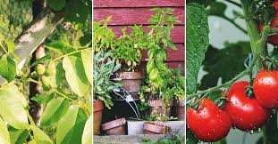 Maybe you would like to learn more about one of these? Zone Seven Gardening What To Plant Growing Tips And Which Gardening Style Is Best