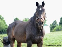 Old Friends: Queen's Plate Winner Victor Cooley Passes At Age 29