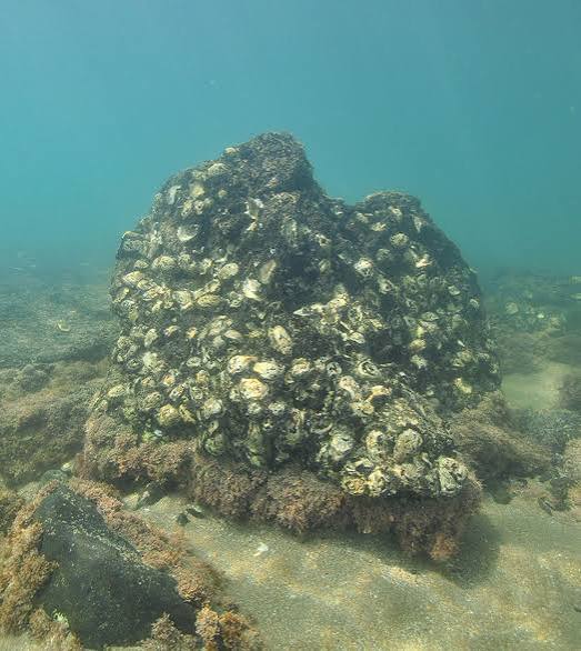 Scientists Use Sound to Attract Baby Oysters Back to the Reef | The  Scientist