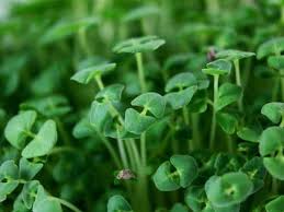 Image result for Cryptolepis oblongifolia