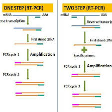 It is primarily used to measure the amount of a specific rna. One Step And Two Step Methods Of Rt Pcr Download Scientific Diagram
