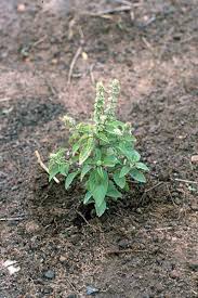 Image result for Ocimum americanum