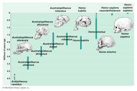 Fossil Record Of Hominids