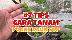 Jadi selepas ini jika anda beli daun bawang, simpan sedikit untuk ditanam semula. 7 Tips Cara Tanam Pokok Daun Sup Guna Anak Pokok Elak Busuk Youtube