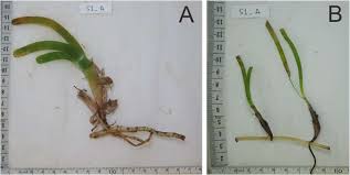 Image result for Thalassia hemprichii