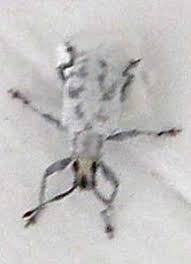 Check spelling or type a new query. Little Leaf Notcher Weevil Invasive Species From Sri Lanka What S That Bug