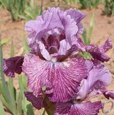 Tb Iris Germanica Skipalong Ghio 1995 Iris Garden Iris Flowers Beautiful Flowers