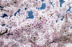 Maybe you would like to learn more about one of these? A List Of Shimmering White Flowering Trees To Soothe Your Eyes Gardenerdy