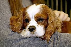 Immune thrombocytopenic purpura (itp) is a blood disorder characterized by a decrease in the number of platelets in the blood. Trombocitopenia Canina 2021