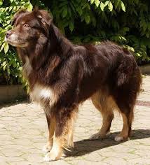 Among different color variations of the australian shepherd dog, the most common one is black tri. Australian Shepherd Tan Off 62 Www Usushimd Com