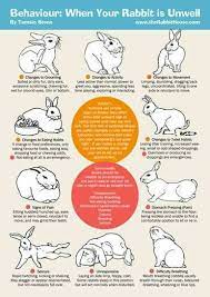 Pin By Chiawi Tan On Bunny Care Pet Rabbit Care Pet Bunny Rabbit Care
