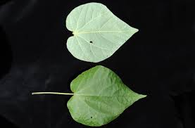 Image result for Wissadula amplissima