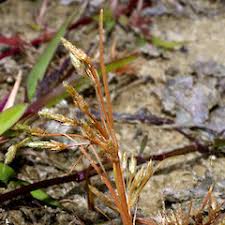 Image result for Fimbristylis complanata