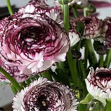 Image result for Ranunculus stagnalis