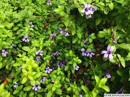 Image result for Dyschoriste thunbergiiflora