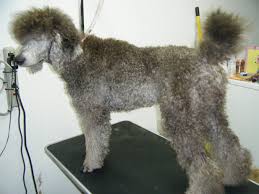 Pregnancy induced haircuts :) Saleen | Poodle Forum