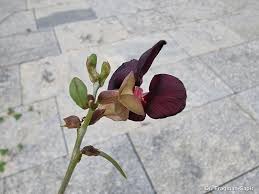 Image result for Macroptilium atropurpureum